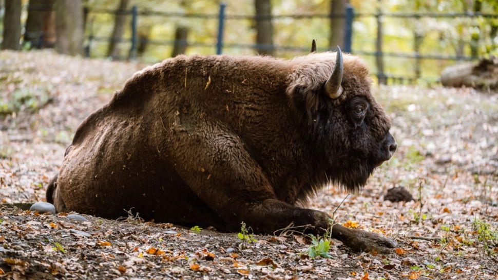 Au fost găsite alte animale moarte la ferma din Recea Cristur. Autoritățile verifică subvențiile și condițiile de întreținere