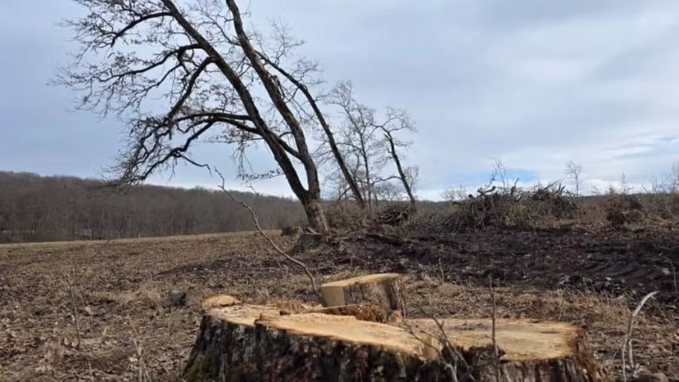 Tăieri ilegale de lemn depistate într-o zonă protejată din Brașov: intervenția Gărzii Forestiere, anunțată de ministrul Mediului