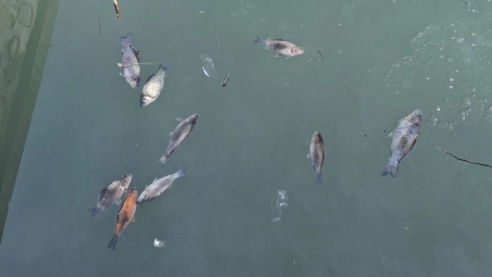 Imagini de coșmar la Curtea de Argeș: zeci de pești morți plutesc pe lacul de lângă Fântâna lui Manole - FOTO
