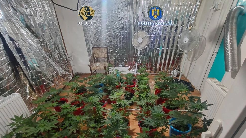 Percheziții antidrog în Drobeta Turnu Severin și Breznița-Ocol: plante de canabis și droguri pregătite pentru vânzare, ridicate de anchetatori