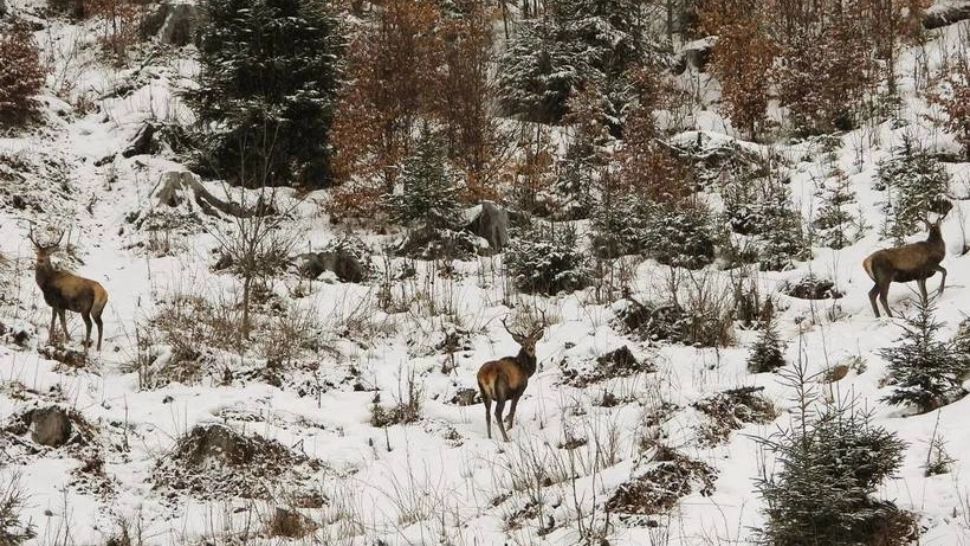 Capre negre și urs, surprinse pe culmile înzăpezite ale Masivului Giumalău. Imagini spectaculoase publicate de Romsilva