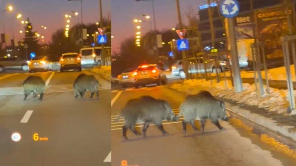 Porci mistreți, surprinși pe o șosea aglomerată din Băneasa. Scene neobișnuite în nordul Capitalei | VIDEO