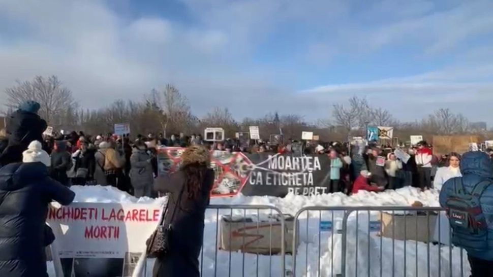 Peste 700 de persoane protestează în fața Parlamentului împotriva eutanasierii în masă a animalelor - VIDEO