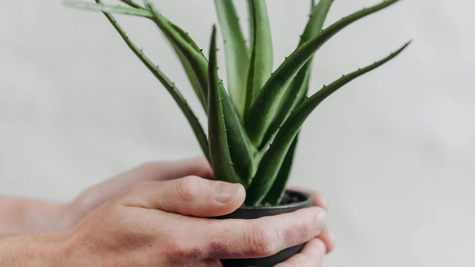 Planta pe care trebuie să o aibă toată lumea în locuință. Este considerată sacră, fiind una dintre cele mai puternice plante care luptă împotriva energiilor negative