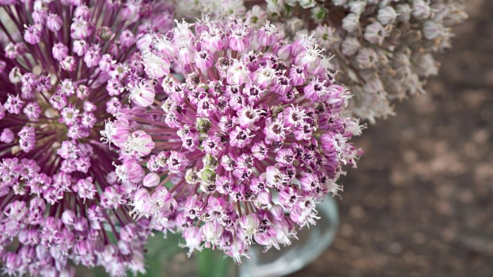 Florile minune pe care le pui o singură dată și nu mai trebuie să ai grijă de ele. Sunt de o frumusețe uimitoare