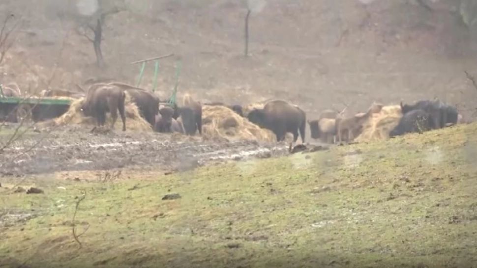 Se complică ancheta la „Ferma Groazei”: bani pentru animale moarte