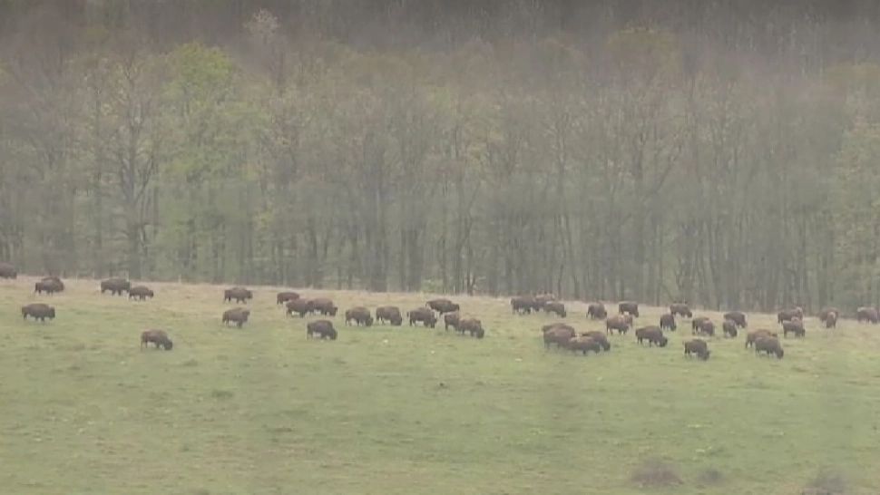 Scene șocante la o fermă din Cluj: zeci de animale, găsite moarte. Există suspiciuni de înfometare