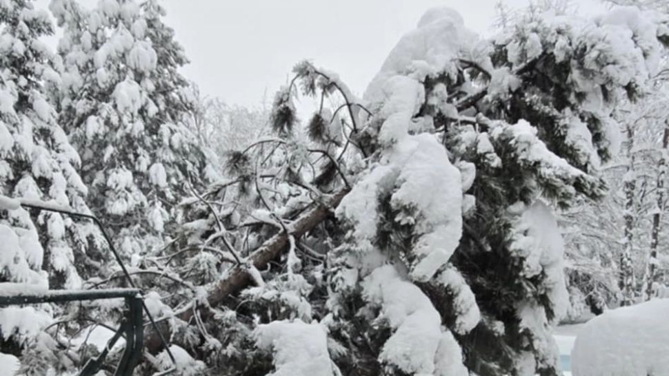 Peste 100 de intervenții ale pompierilor în București și Ilfov: copaci căzuți și zeci de mașini avariate