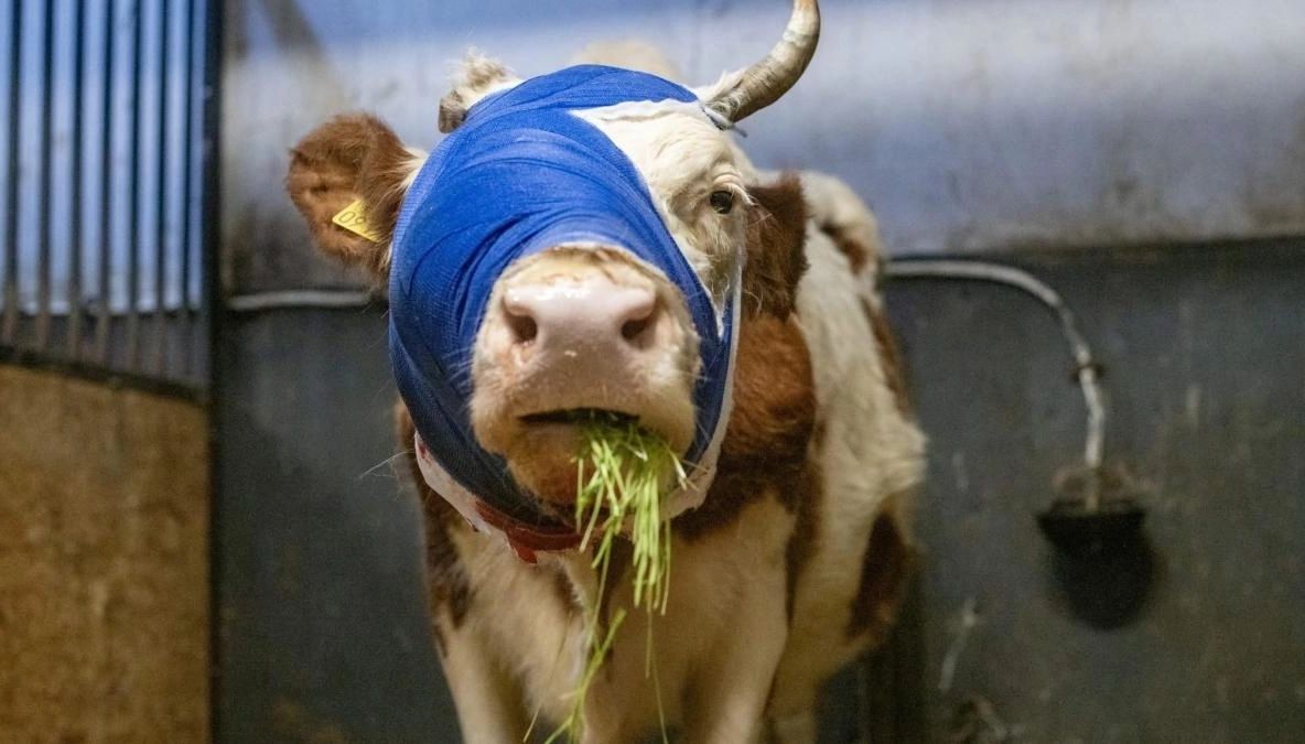 Imagini cu Bumba, prima văcuță din România tratată pentru cancer: o poveste despre curaj, iubire și speranță