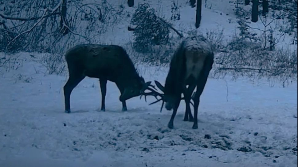 Imagini inedite într-o pădure administrată de Ocolul Silvic Mălini. Doi cerbi tineri, filmaţi când îşi testează forţa coarnelor -VIDEO 