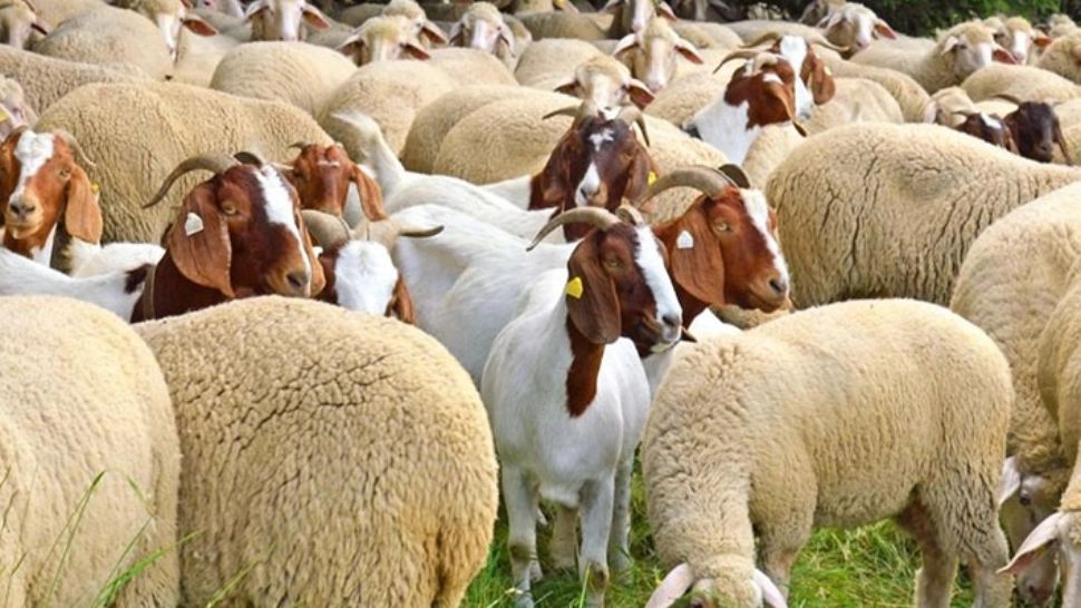 Televiziunea Poporului, alături de fermierii cărora statul le-a confiscat sute de animale. Luis Lazarus le-a donat oi oamenilor care au rămas fără nimic  