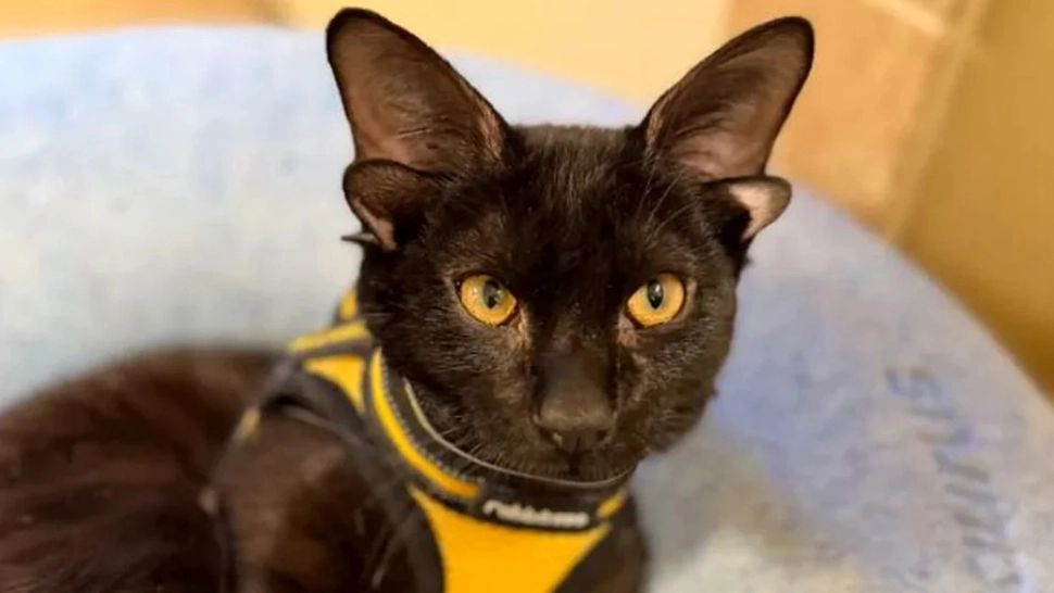 Dobby, pisoiul „extraterestru” cu patru urechi, a cucerit internetul. Explicația genetică din spatele apariției sale. VIDEO