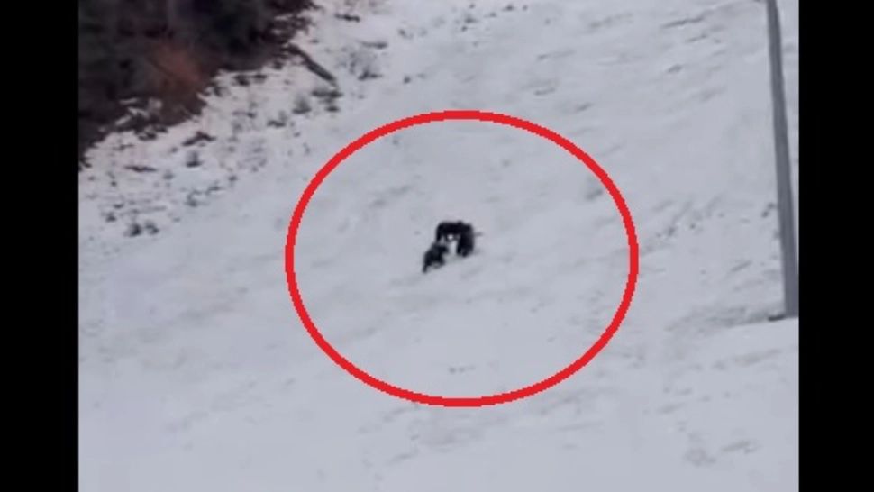 Alertă uriașă înainte de vacanța de schi a copiilor: urși observați pe o pârtie celebră din Poiana Brașov VIDEO