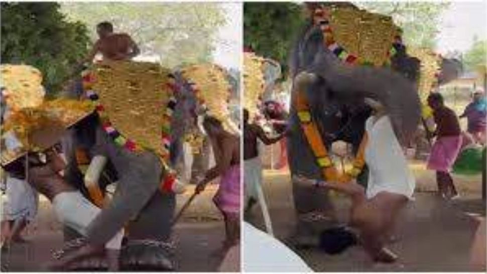 Momente de panică la un festival religios din India: un elefant a atacat un preot și l-a aruncat în mulțime
