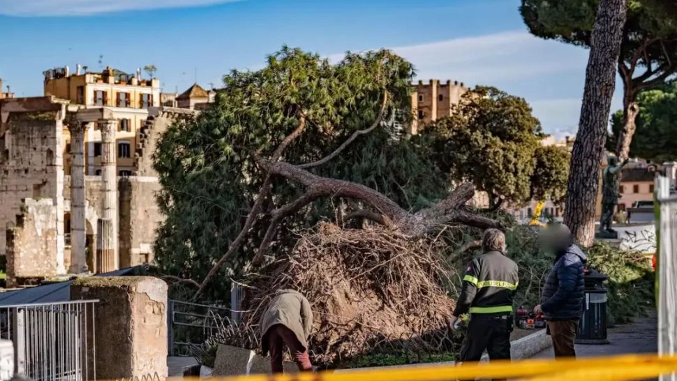 Român rănit în Roma după ce un copac vechi de 120 de ani s-a prăbușit peste el. Alte două persoane au ajuns la spital