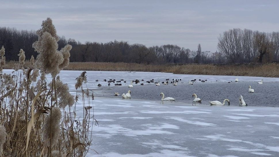 Alertă de gripă aviară în județul Vaslui. Patru lebede au fost găsite moarte pe Lacul Prodana, din Bârlad 
