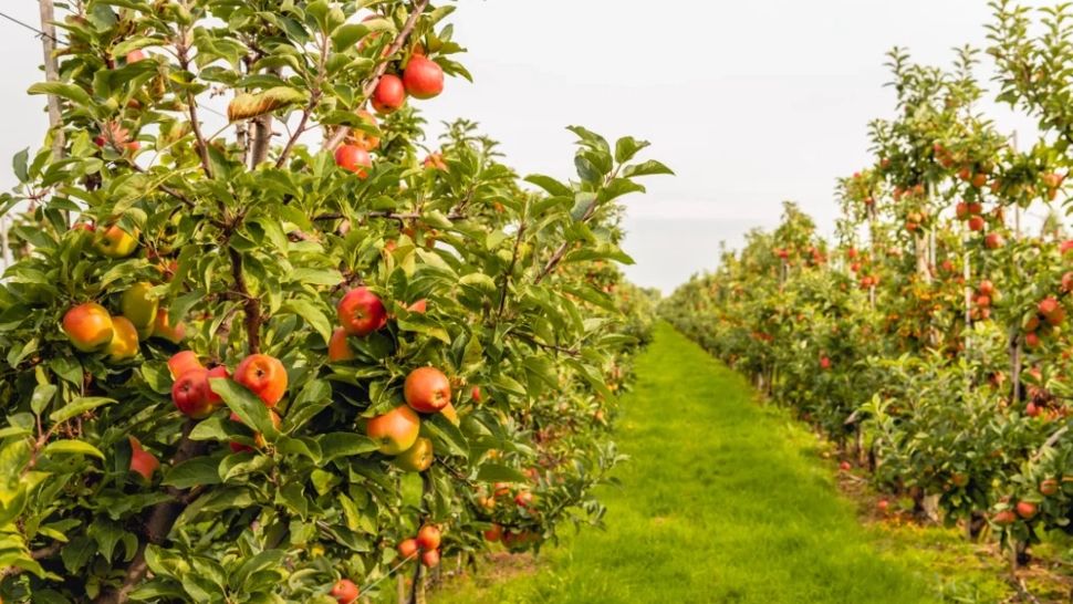 Temperatura ideală pentru stropirea pomilor în februarie. Secretul unei livezi sănătoase fără insecte 