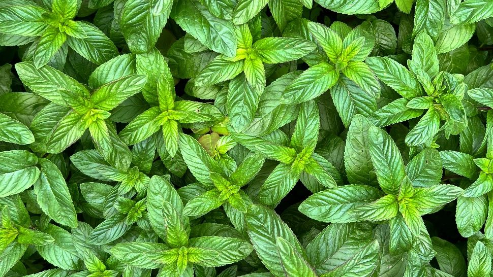 Mirosul acestei plante poate îmbunătăți instant concentrarea și crește vigilența