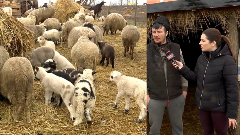  Cât va costa mielul de Paște în 2026. Mărturii de la fermieri - VIDEO