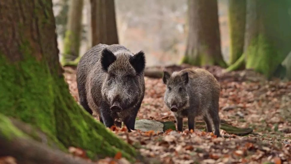 Alertă în județul Alba. Creștere alarmantă a numărului de cazuri de pestă porcină africană la mistreți