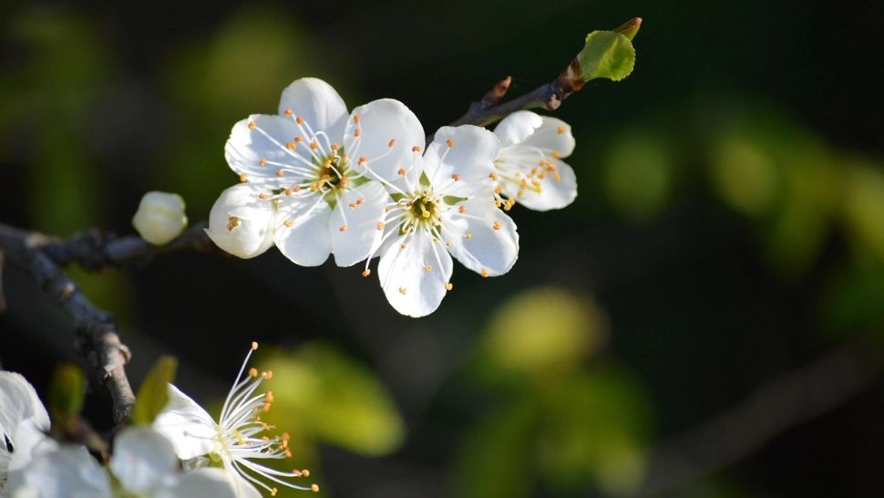 Când vine primăvara în România: maximele urcă până la 14 grade. Anunțul lansat de ANM