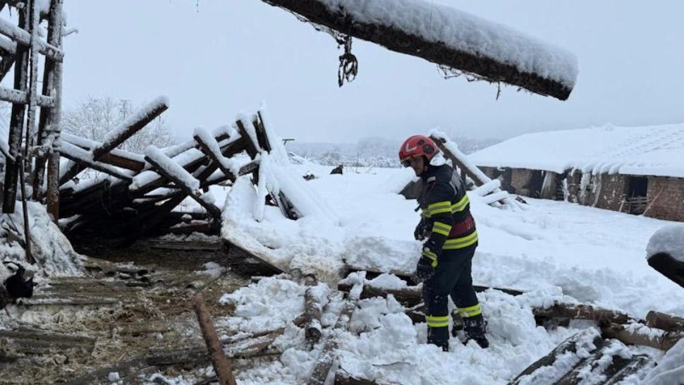 Acoperișul unui saivan din Prahova s-a prăbușit din cauza zăpezii: 49 de oi au murit