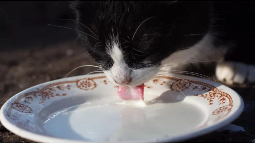Motivul pentru care nu trebuie să hrănești pisicile cu lapte. Mitul periculos a fost demontat de experți 