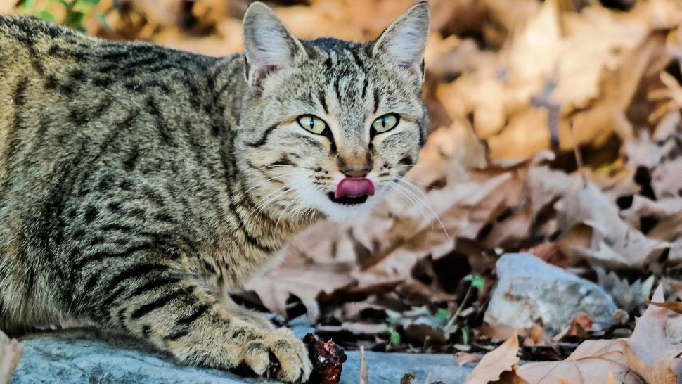 Sute de exemplare de pisică sălbatică, identificate în fondul cinegetic din Buzău. Specia este protejată, fiind interzisă prin lege comercializarea acestor feline