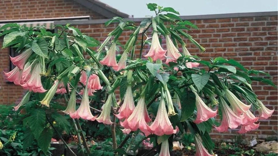 Drogul supunerii și obsesia lui Epstein. Ce sunt „plantele zombie”, care conțin substanța care ar fi șters voința victimelor 