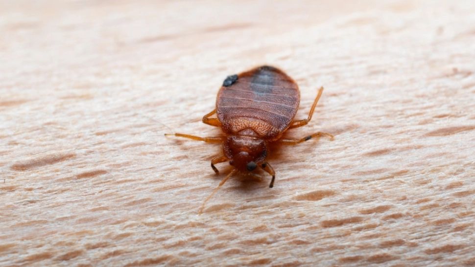 Cum să scapi definitiv de ploșnițe: Ghid practic pentru un cămin sigur și liniștit