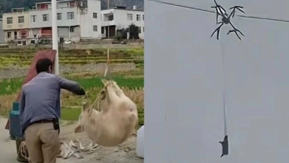 Un sat întreg a fost lăsat în beznă de un… porc zburător - VIDEO