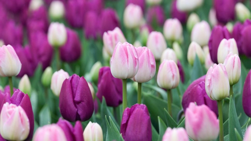 Lalelele, în pericol din cauza frigului: soluții pentru protejarea bulbilor