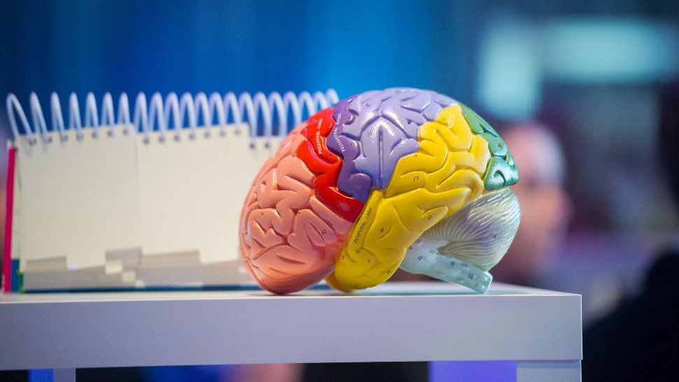 Îmbătrânirea creierului: când declinul cognitiv devine accelerat. Ce spun experții 