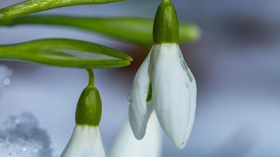 Secretul ghioceilor bogați în flori: ce trebuie să faci pînă la final de februarie 