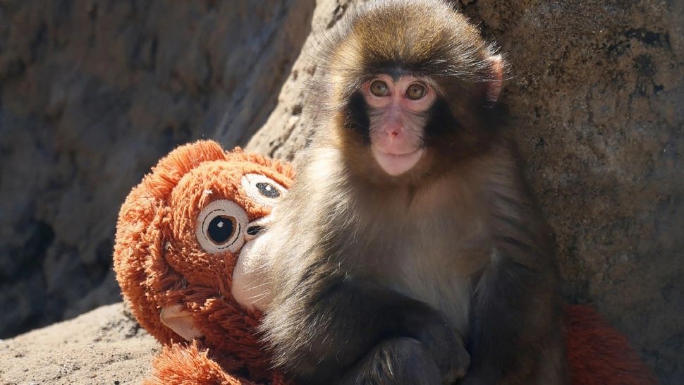 Abandonat la naștere, și-a găsit un companion pe viață. Povestea emoționantă a puiului maimuță care a inspirat Japonia - VIDEO
