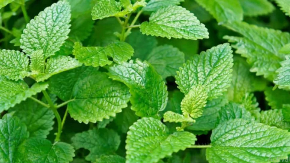 Frunza pe care o pui sub limbă și care calmează palpitațiile la inimă în doar câteva minute