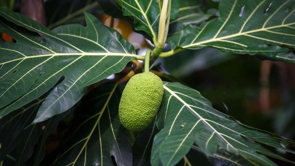 Fructul arborelui de pâine, alternativa tropicală la cereale. Cum se consumă și ce aromă are alimentul care i-a cucerit pe nutriționiști