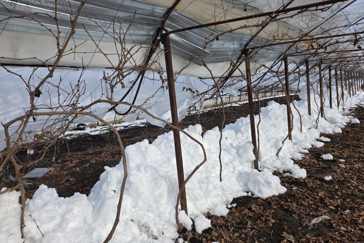 Dezastru în agricultură. Viscolul pune la pământ solariile și lasă legumicultorii în pragul falimentului FOTO+VIDEO
