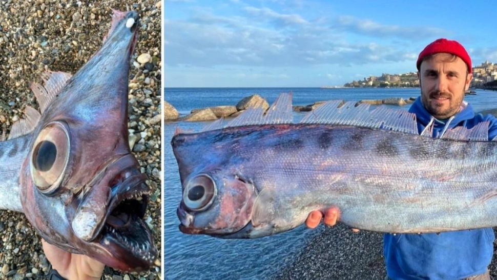 „Unicornul mărilor” a eșuat pe o plajă din Sicilia. Peștele rar pare desprins dintr-o poveste mitologică