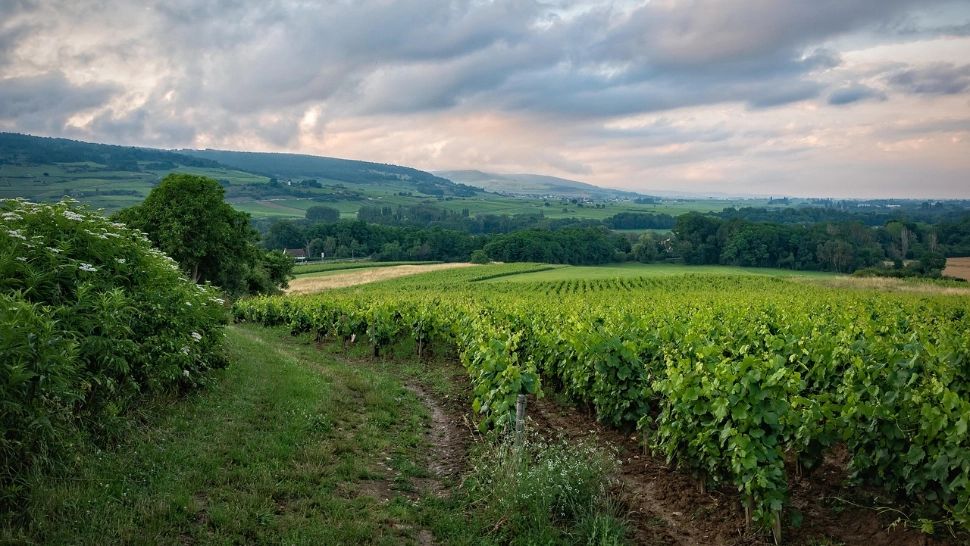 Bilanț amar pentru viticultori: investiții mari, recoltă mică