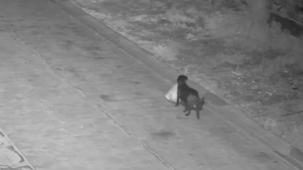 Și-a dresat câinele să arunce gunoiul pe câmp, ca să nu mai plătească salubrizarea. Autoritățile nu s-au lăsat convinse - VIDEO