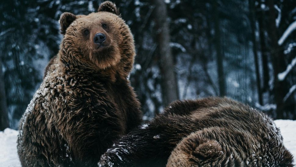 Ziua ursului în tradiția populară pe 2 februarie. Ziua când ursul iese din bârlog pentru a prevesti vremea. Ce spune superstiția legat de această zi