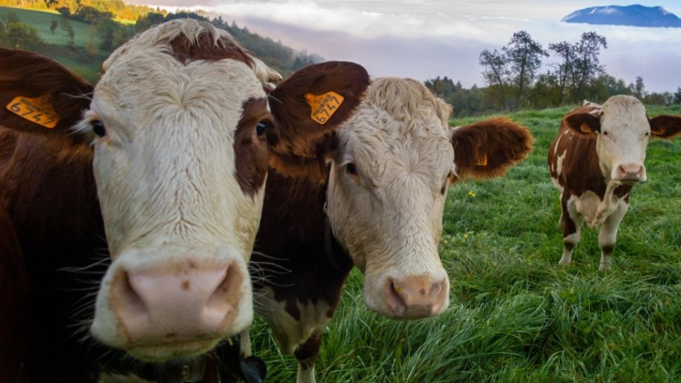 Zeci de tone de carne de vită Mercosur, cu hormoni de creștere interziși, descoperite în țări UE. O parte din cantitate a fost deja consumată  