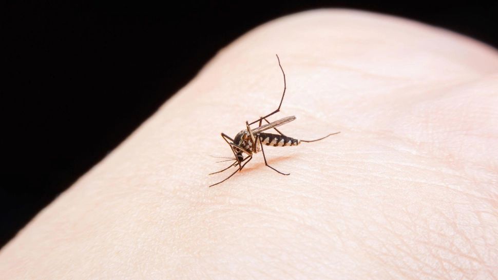 Cazuri de malarie confirmate în România: ministrul Alexandru Rogobete explică situația și recomandă vaccinarea înainte de călătoriile în zone exotice