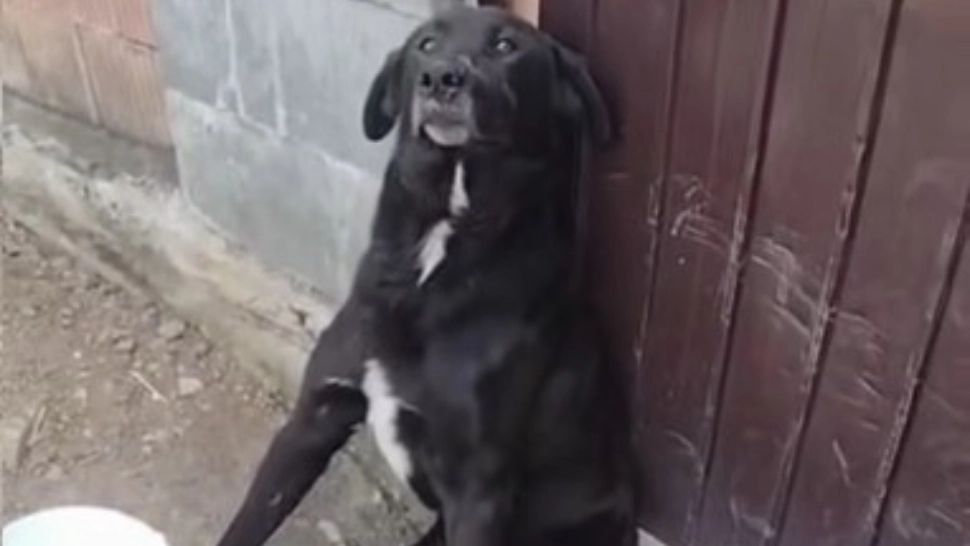 Caz șocant în Alba: câine bătut până la paralizie. Vinovații sunt stăpânii patrupedului și copiii acestora