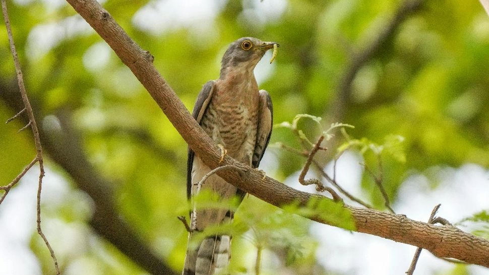 Buna Vestire 2026. Ce NU ai voie să faci de Blagoveștenie. De ce se numește în popor și Ziua Cucului