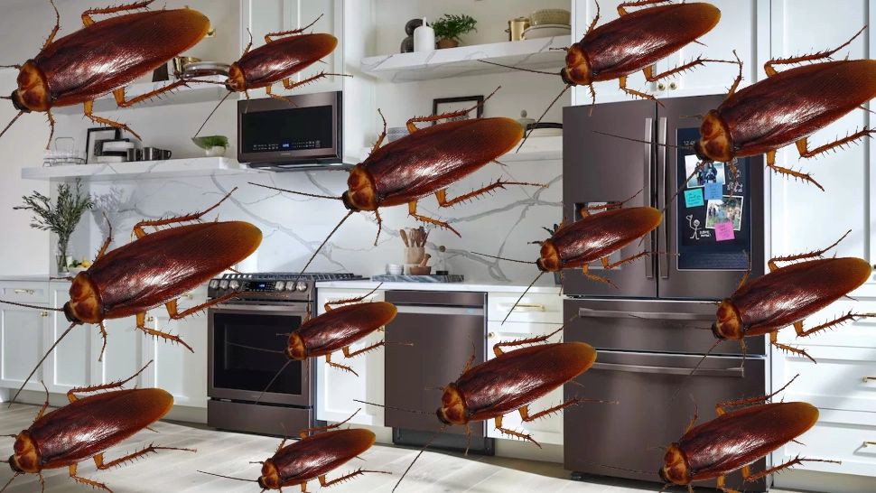 Electrocasnicul care atrage gândacii ca un magnet. Majoritatea românilor îl au în bucătărie 