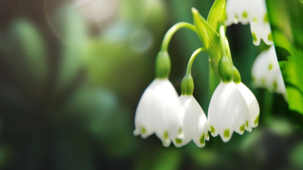 Ghiocelul ascunde un secret pe care puțini îl știu. Ce proprietăți terapeutice aduce mica floare în corpul tău