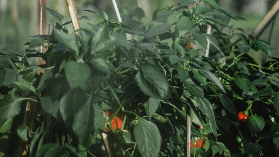 Cum poți proteja grădina de invazia păsărilor care atacă recolta. Trucul simplu care va ține dăunătorii la distanță