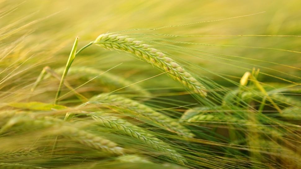 Fraudă de aproape 900.000 de euro în comerțul cu cereale: doi administratori din Oradea, sub control judiciar